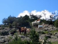 Ziegen &ndash; &copy; Anna Stiebing (Eberhardt TRAVEL)