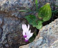 Alpenveilchen &ndash; &copy; Anna Stiebing (Eberhardt TRAVEL)