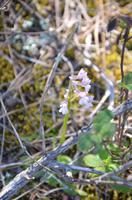 Orchidee &ndash; &copy; Helene Johannsen (Eberhardt TRAVEL)