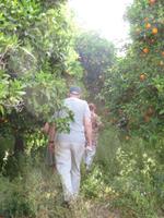 Orangenpflücken &ndash; &copy; Mario Scheinert (Eberhardt TRAVEL)