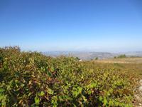 In den Weinbergen  &ndash; &copy; Lena Kleemann (Eberhardt TRAVEL)