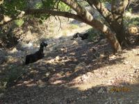 Tierische Freunde  &ndash; &copy; Lena Kleemann (Eberhardt TRAVEL)
