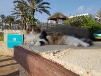 Genießer in Paphos
