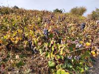 263 Wein &ndash; &copy; Konrad Füssel (Eberhardt TRAVEL)