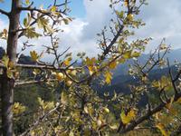 DSCN2157  Weißdorn &ndash; &copy; Kerstin Veit (Eberhardt TRAVEL)