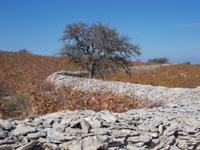 DSCN2232 Weinberge von Panagia  &ndash; &copy; Kerstin Veit (Eberhardt TRAVEL)