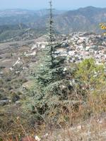 DSCN2235 Zeder &ndash; &copy; Kerstin Veit (Eberhardt TRAVEL)