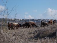 DSCN2262 und die Herde &ndash; &copy; Kerstin Veit (Eberhardt TRAVEL)