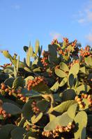 Kaktusfeigen &ndash; &copy; Helene Johannsen (Eberhardt TRAVEL)