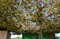 Wein &ndash; &copy; Helene Johannsen (Eberhardt TRAVEL)