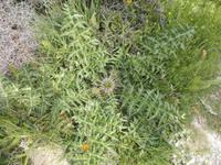 DSCN2536  Distel