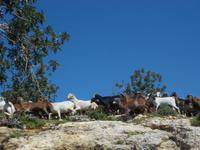 DSCN2626  und schon wieder Ziegen &ndash; &copy; Kerstin Veit (Eberhardt TRAVEL)
