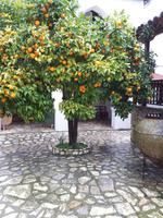 Bitterorangen Frauenkloster Agios Minas &ndash; &copy; Vanessa Krüger (Eberhardt TRAVEL)
