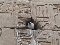 Tempel in Edfu