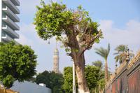 Im Hintergrund Fernsehturm von Kairo 187 m