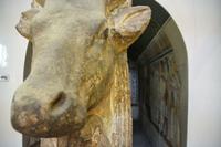 mit den Augen einer Kuh?