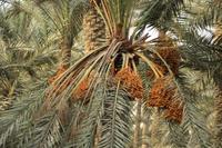 die Datteln sind bald reif