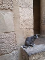 Katze des Tempelwächters Philae Tempel