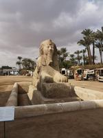 Sphinx Memphis