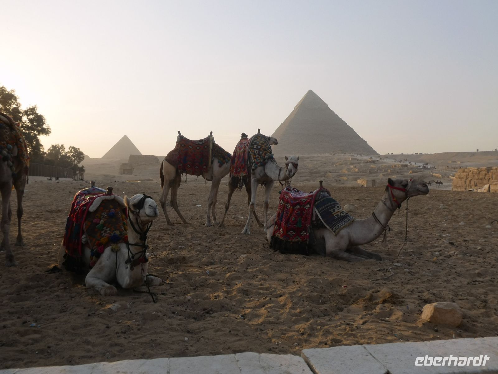 auch für die Kamele