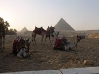 auch für die Kamele