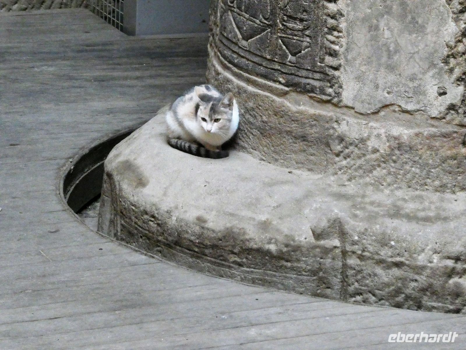 Woher kommen die Katzen