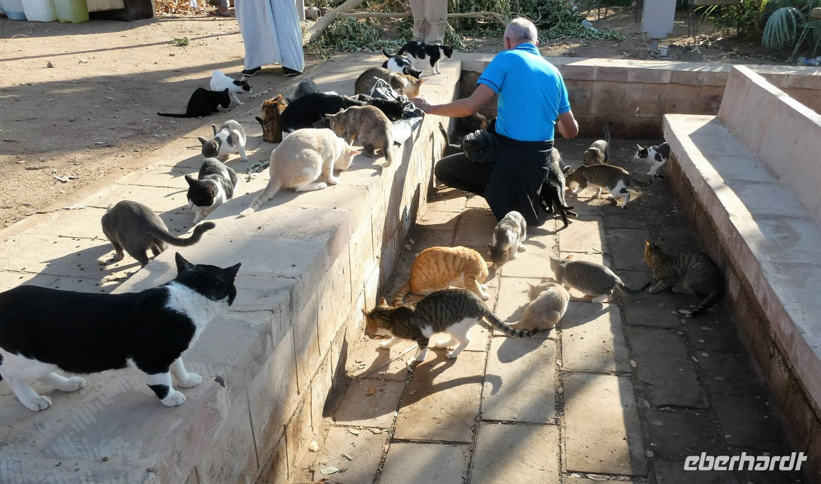 Er ist nicht der Katzenvater