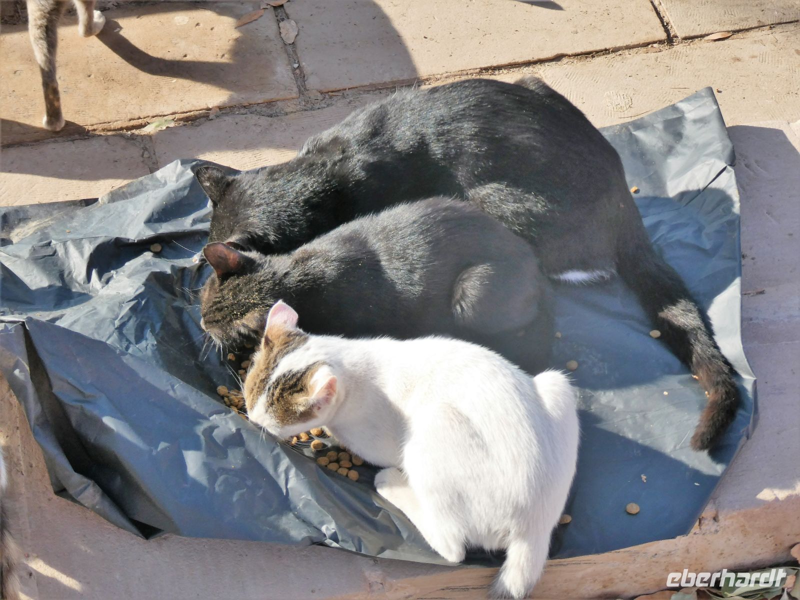 dann wurden es immer mehr.....