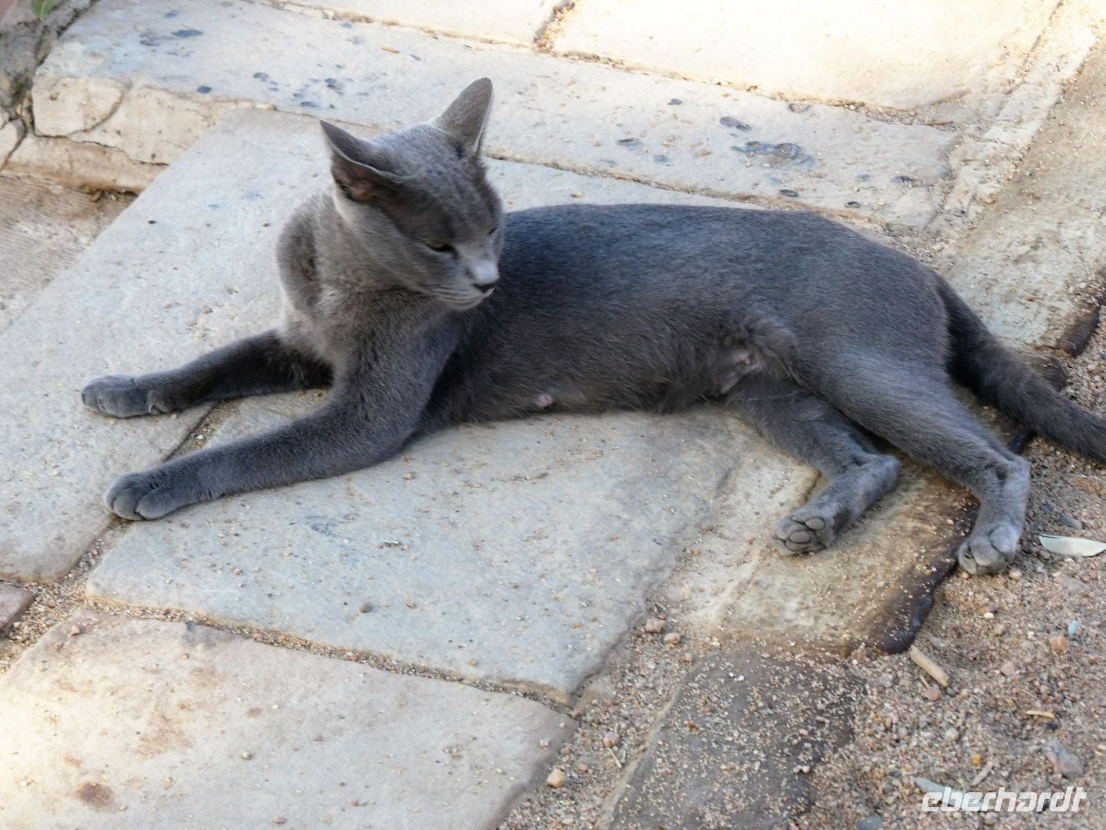 Nein ich bin die Schönste