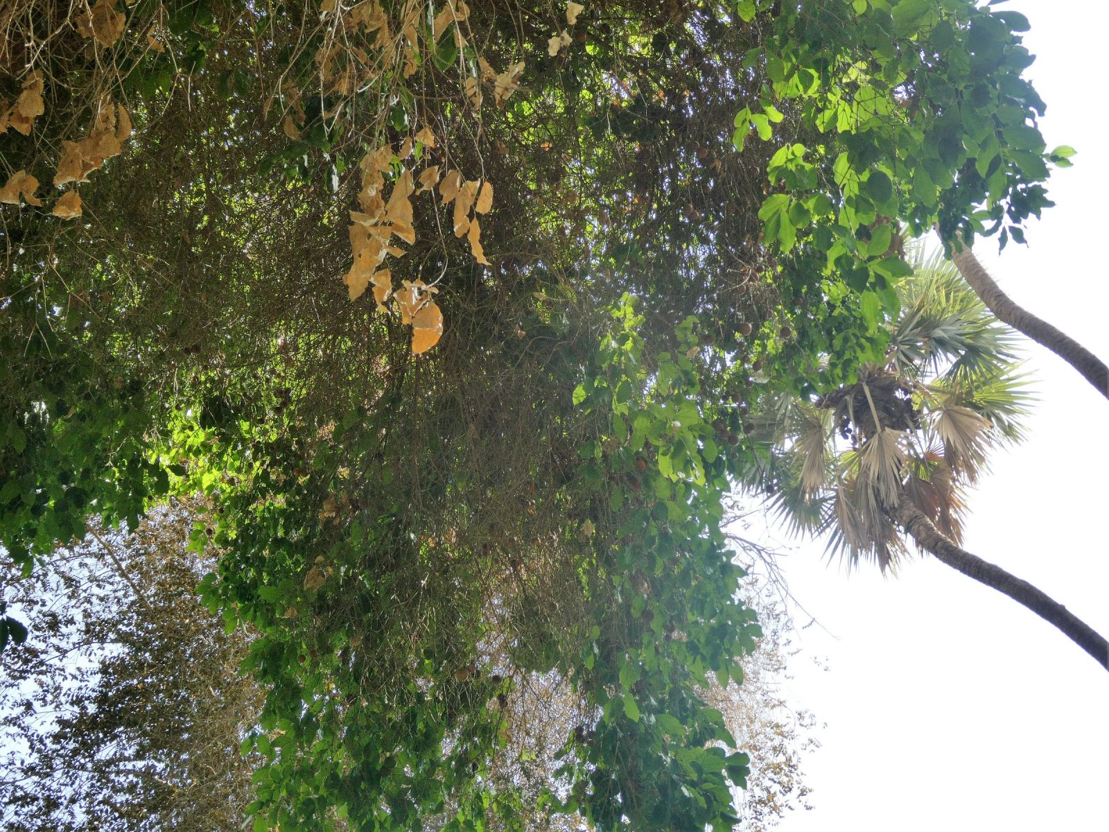 Doum Palme mit Früchten