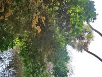 Doum Palme mit Früchten