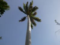 Kitchener Insel Königsplame