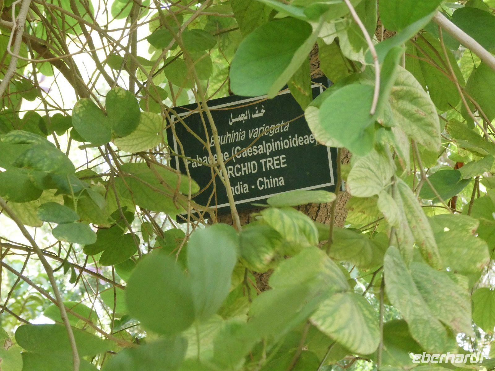 Orchideenbaum Blätter