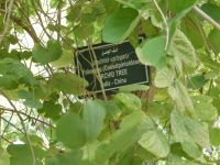 Orchideenbaum Blätter