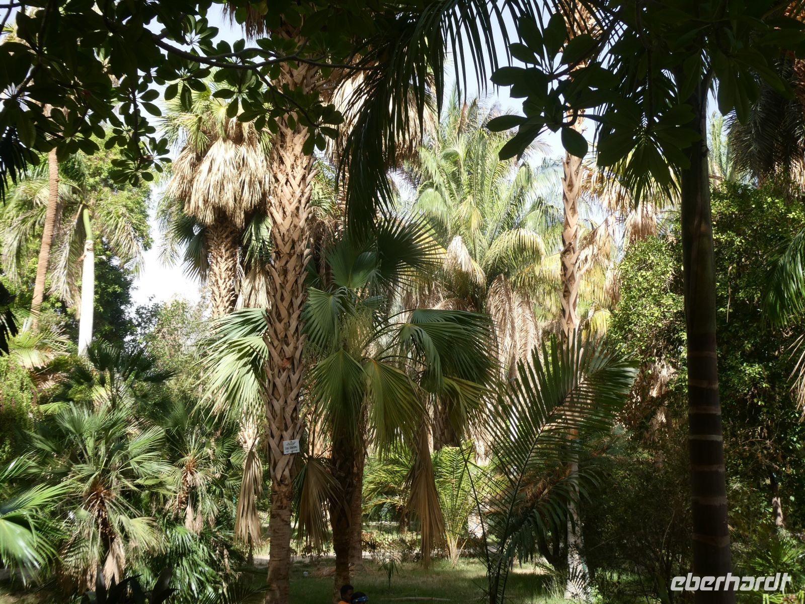 Palmendschungel
