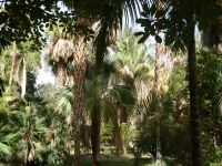 Palmendschungel