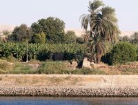 Bananenplantagen am Nil