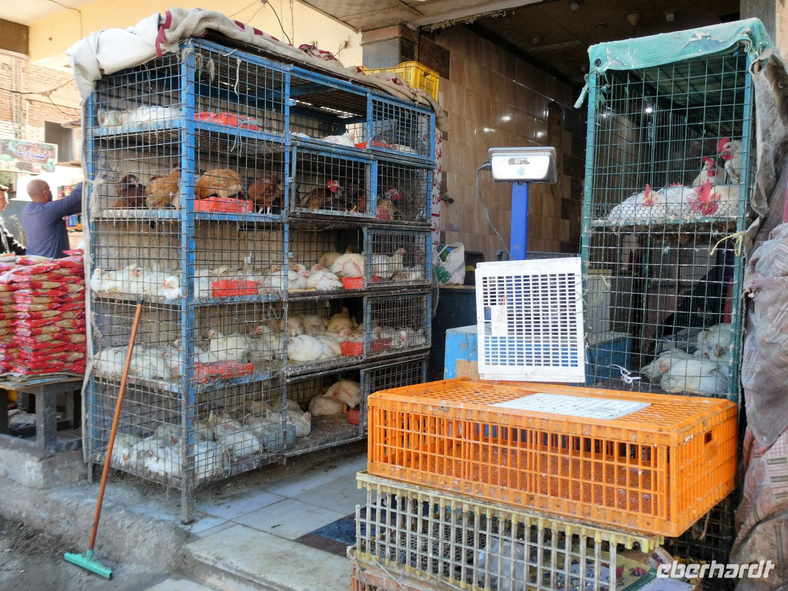 lebende Hühner