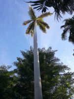 Assuan - Botanischer Garten