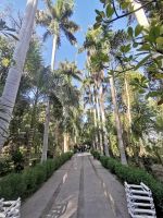 Flaniermeile im Botanischen Garten Assuan