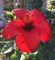 Hibiskus im Botanischen Garten 