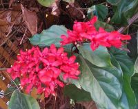 Im Botanischen Garten von Assuan