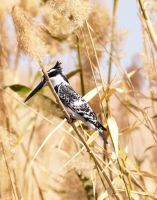 Eisvogel im Schilf bei Assuan