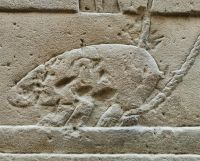 Nilpferd  im Tempel von Edfu