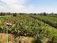 An den fruchtbaren Ufern des Nil gedeihen die Bananen prächtig