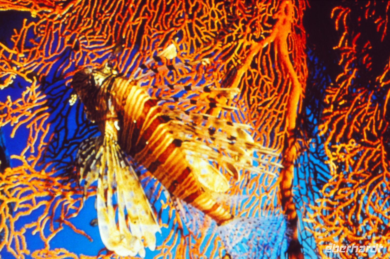 Rotfeuerfisch im Roten Meer