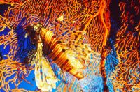 Rotfeuerfisch im Roten Meer