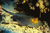 Die Rochen scheinen durchs Wasser zu schweben, Rotes Meer