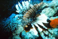 Toller Anblick bei Schnorcheln, Rotfeuerfisch