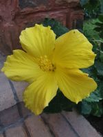 Hier in quietschgelb